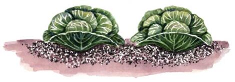Country Lore: Cabbage Worm Control Image